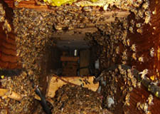 Bees waiting to be removed after last comb removed by us.