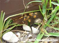 Bees entered gap between joist and floor board.