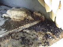 Black goo dead bees