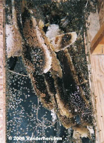 Close up of comb