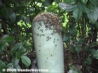 When bees watch cable TV - A Cable network cone
