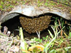 In a driveway culvert