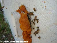 Bees were through the block into a closet wall