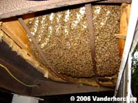 Bees & comb 16 inches x 5 feet when exposed