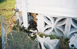 Pile of dead bees, broken blocks, reaking pesticide left by illegal operator