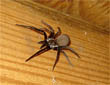 Brown recluse spider we encountered in a floor space