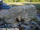 Bees in the hollow of a rock in a school parking lot