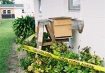 Bee escape undr window sill