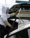 Removing bees on Sheriff's boat