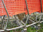 Bees on a shopping cart