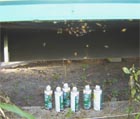 Six cans of spray had no effect on these bees under a mobile home.