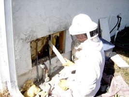 Vacuuming off the bees