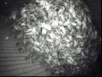 Bees seen by inspection camera