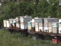 Apiary (BeeYard) where I put the bees