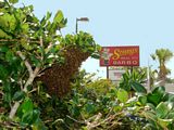 Swarm of bees go out for bar-b-que