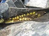 Closeup of bees between belts