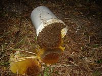 Bees in a bucket