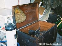 Bees in a chest