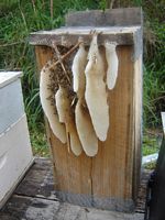 duck box