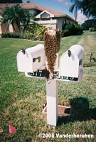 bees on mailbox