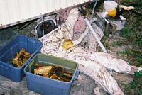 Under mobile home covered with bees and honey