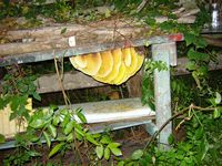 Comb